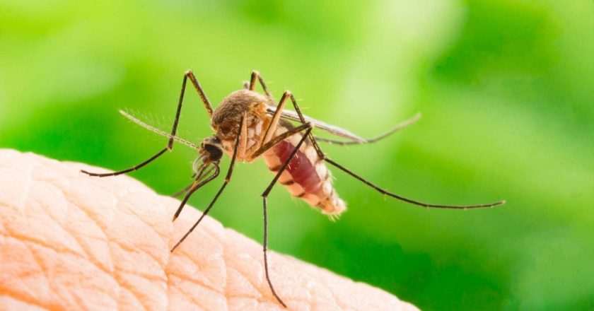 Rimedi Naturali Contro le Zanzare: I 6 Antidoti Più Efficaci