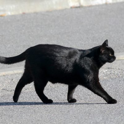 L’antico significato simbolico dei gatti neri e perché la gente li teme