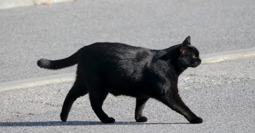 L’antico significato simbolico dei gatti neri e perché la gente li teme