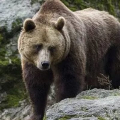 L’orsa JJ4 ha lasciato il Trentino: trasferita in Germania dopo la morte di Andrea Papi