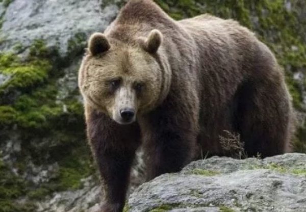 L’orsa JJ4 ha lasciato il Trentino: trasferita in Germania dopo la morte di Andrea Papi
