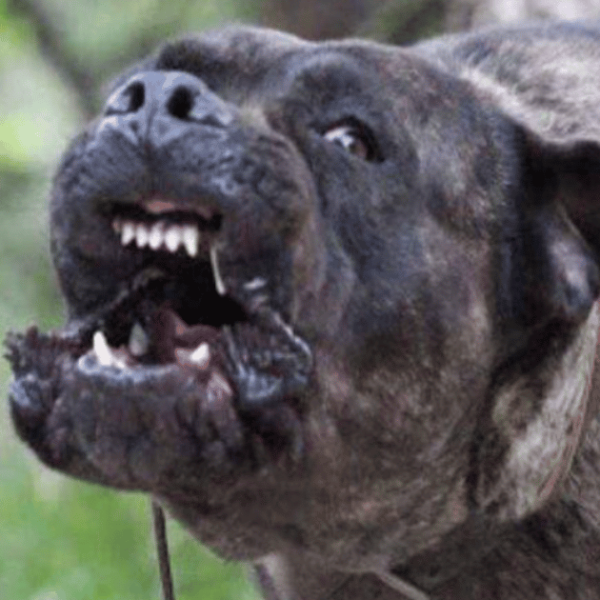 Terrore in una villetta: padrone azzannato dal cane corso e ridotto in fin di vita