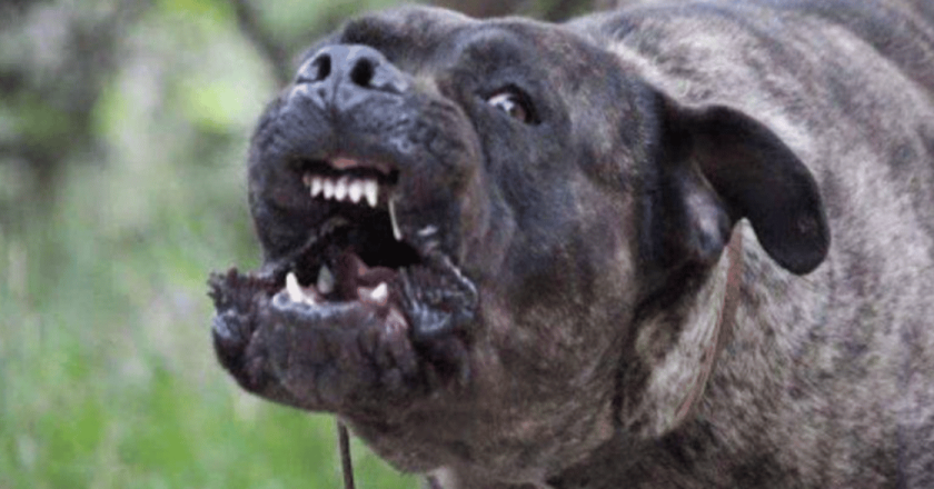 Terrore in una villetta: padrone azzannato dal cane corso e ridotto in fin di vita