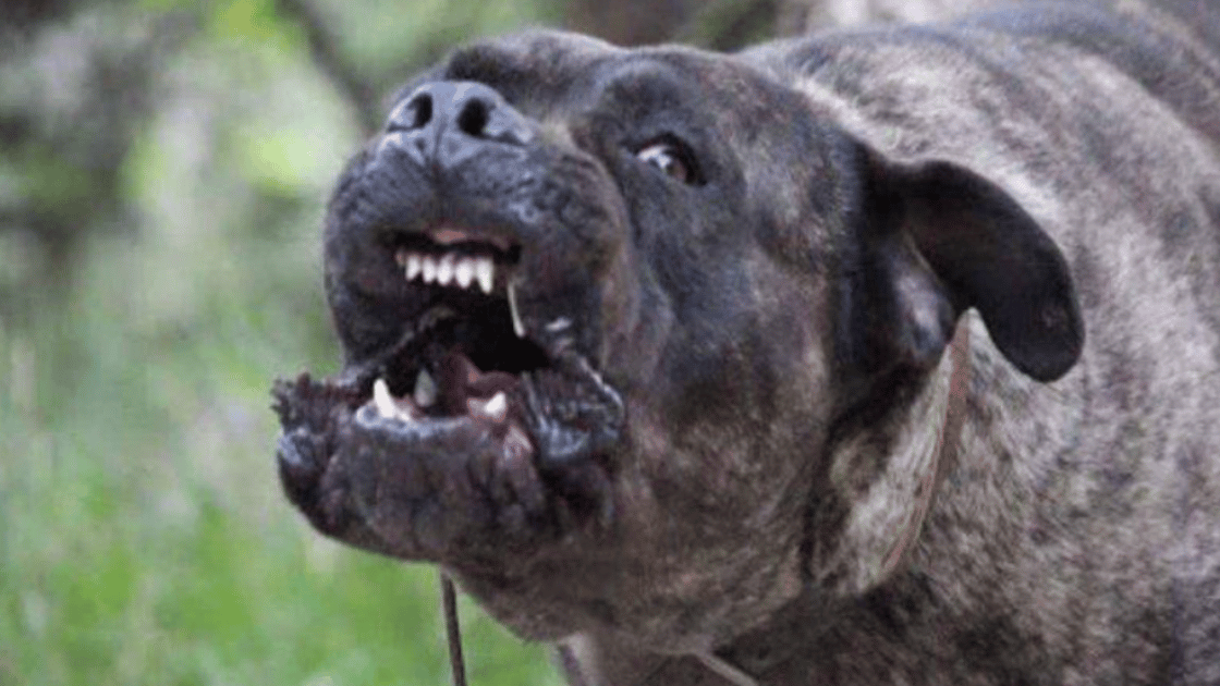 cane corso