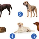 Scegli un cane e scopri quale sorpresa il destino ha in serbo per te nella seconda metà del 2025