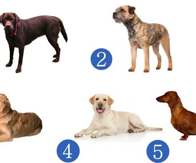 Scegli un cane e scopri quale sorpresa il destino ha in serbo per te nella seconda metà del 2025