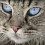 Il significato spirituale di un gatto che ti sceglie