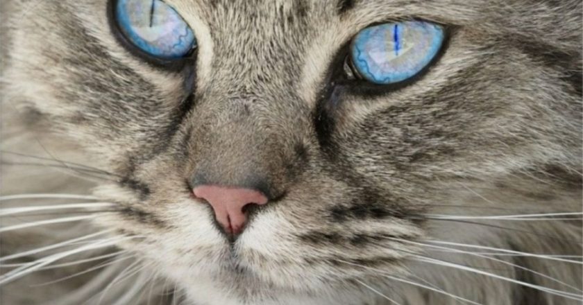 Il significato spirituale di un gatto che ti sceglie