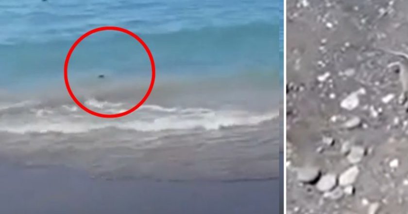 “Sono ovunque”. Invasione sulla spiaggia italiana, il caos: le persone scappano spaventate