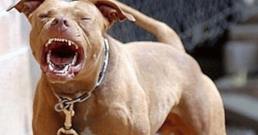 Spoleto, bimbo di 15 mesi sbranato dal pitbull di famiglia: operato al volto, è grave