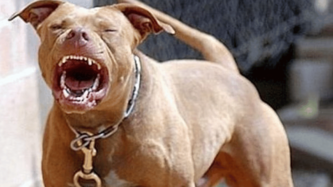 pitbull