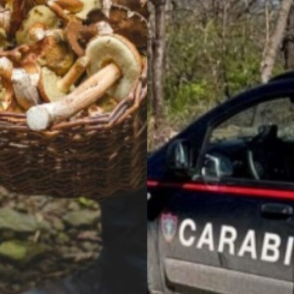 Va a cercare funghi, finisce in tragedia: sbranato da animali, morto in ospedale
