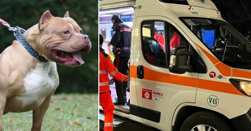 Terrore in Italia, bimbo di 9 anni sbranato da un pitbull: “Era al guinzaglio ma senza museruola”