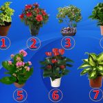 Test: scegli una pianta e scopri il tuo talento nascosto