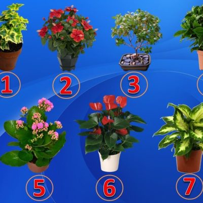 Test: scegli una pianta e scopri il tuo talento nascosto