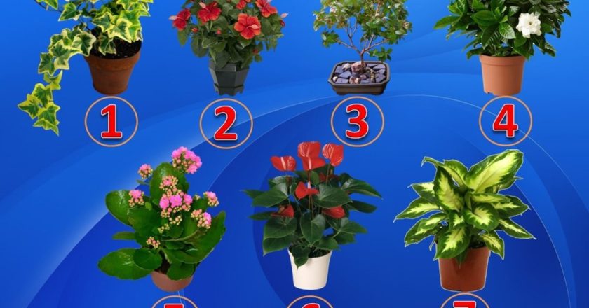 Test: scegli una pianta e scopri il tuo talento nascosto