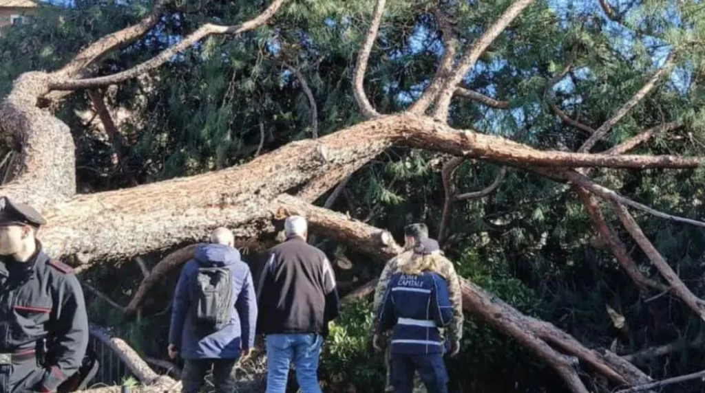Shock a Roma! Albero crolla ai Fori Imperiali, persone schiacciate