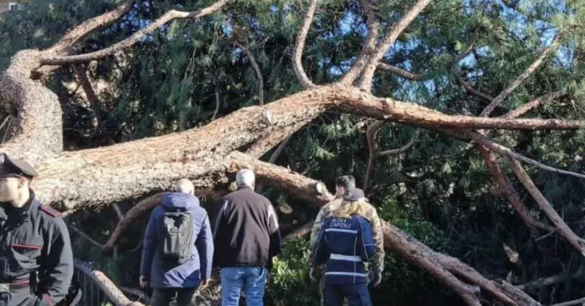 Caos a Roma, crolla un pino ai Fori Imperiali: tre persone ferite tra residenti e turisti