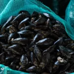 Cozze contaminate e epatite A: indagine a Napoli dopo boom di casi