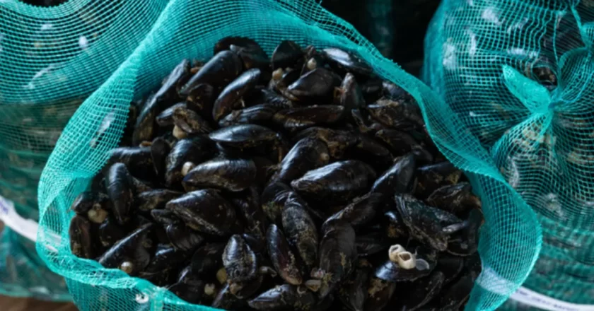 Cozze contaminate e epatite A: indagine a Napoli dopo boom di casi