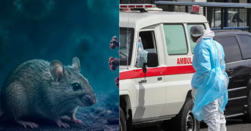 Hantavirus, nuovi casi sospetti in Italia: turista ricoverata a Messina e isolamento a Milano dopo la morte sulla nave