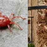 Ragnetti rossi sui balconi, perché non vanno uccisi: cosa sono davvero e cosa succede se li schiacci