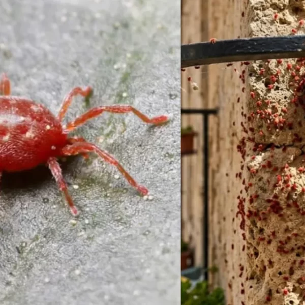 Ragnetti rossi sui balconi, perché non vanno uccisi: cosa sono davvero e cosa succede se li schiacci