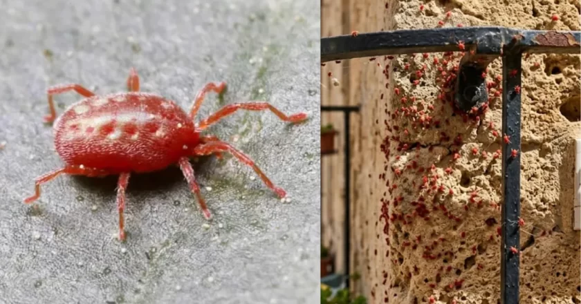 Ragnetti rossi sui balconi, perché non vanno uccisi: cosa sono davvero e cosa succede se li schiacci