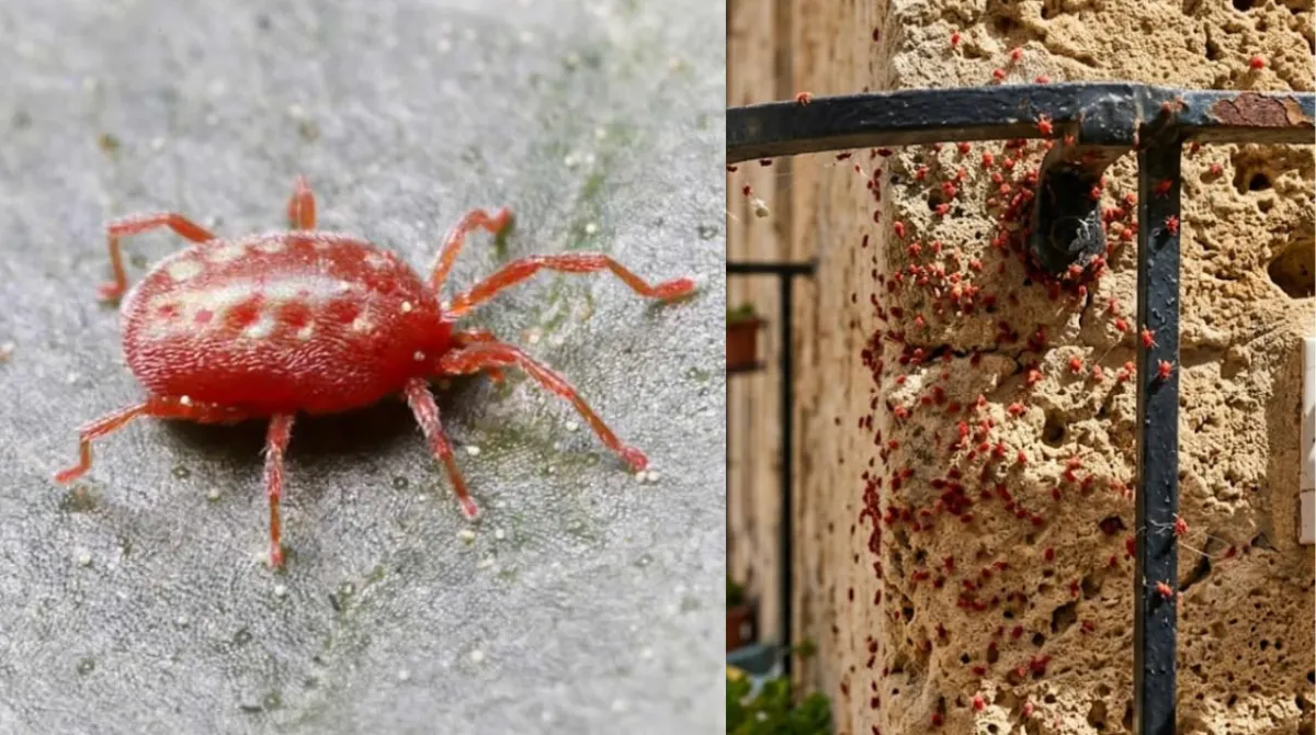 ragnetto rosso