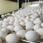 Rischio salmonella, ritirati dai supermercati Usa 19 milioni di uova