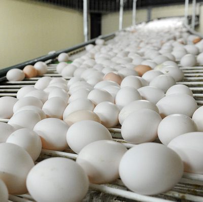 Rischio salmonella, ritirati dai supermercati Usa 19 milioni di uova